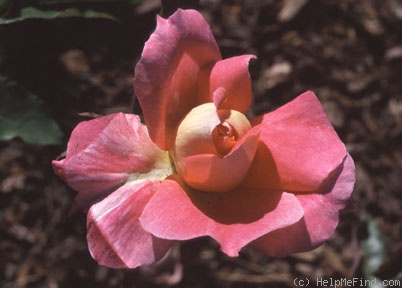 'Prairie Sunset (shrub, Buck 1984)' rose photo