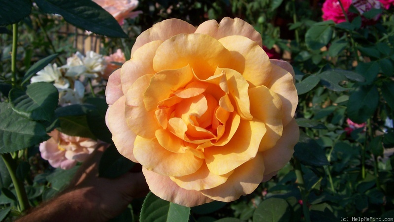 'Rémy Martin ®' rose photo