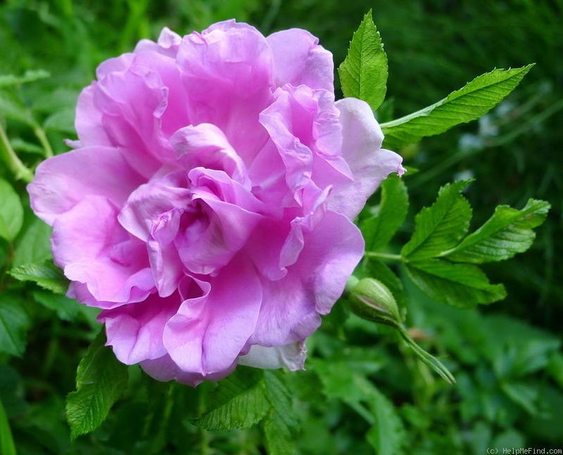 'Mrs. Doreen Pike' rose photo