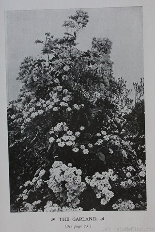 'The Garland' rose photo