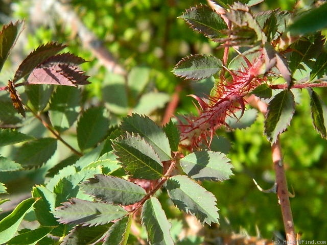 'Fedtschenkoana' rose, click to enlarge 'Fedtschenkoana' rose photo