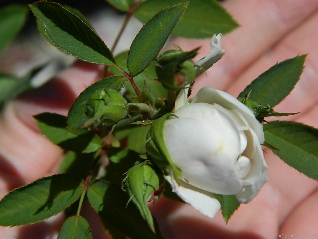 'Lamarque (noisette, Maréchal, 1830)' rose photo