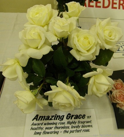 'Amazing Grace '07' rose photo