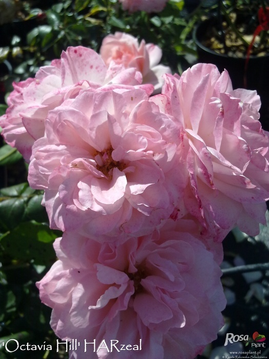 'Octavia Hill (Floribunda, Harkness, 1995)' rose photo