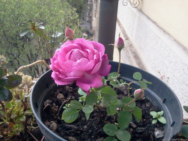 'Eugène de Beauharnais (bourbon, Hardy, 1838)' rose photo