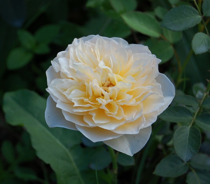 'Golden Fleece (climber, Scarman, 2007)' rose photo