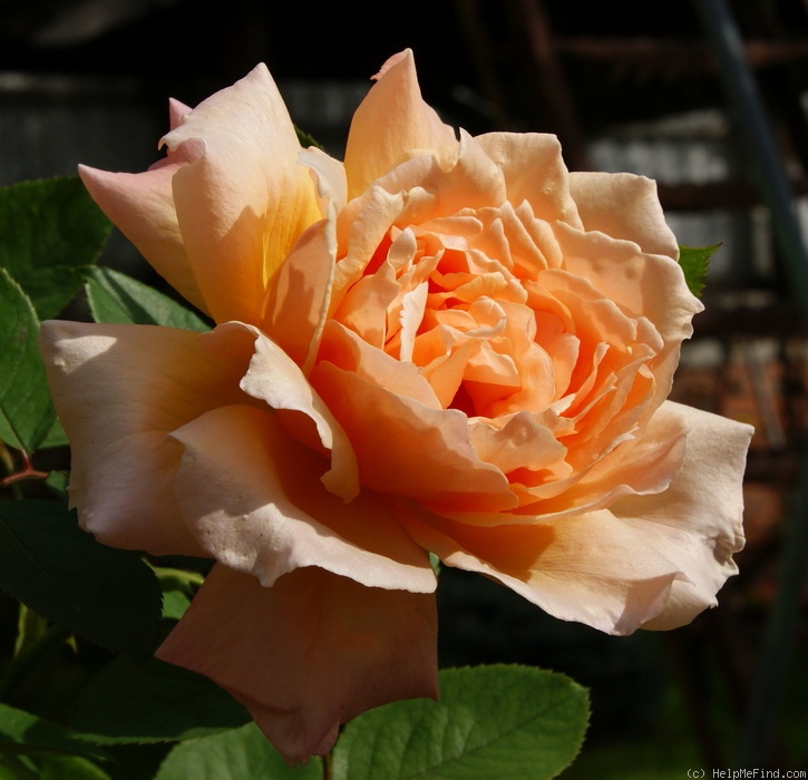 'Just Joey (Hybrid Tea, Cants, 1972)' rose photo