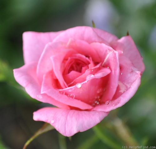 'Generosa' rose photo