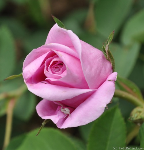 'Souvenir de Lucie' rose, click to enlarge 'Souvenir de Lucie' rose photo