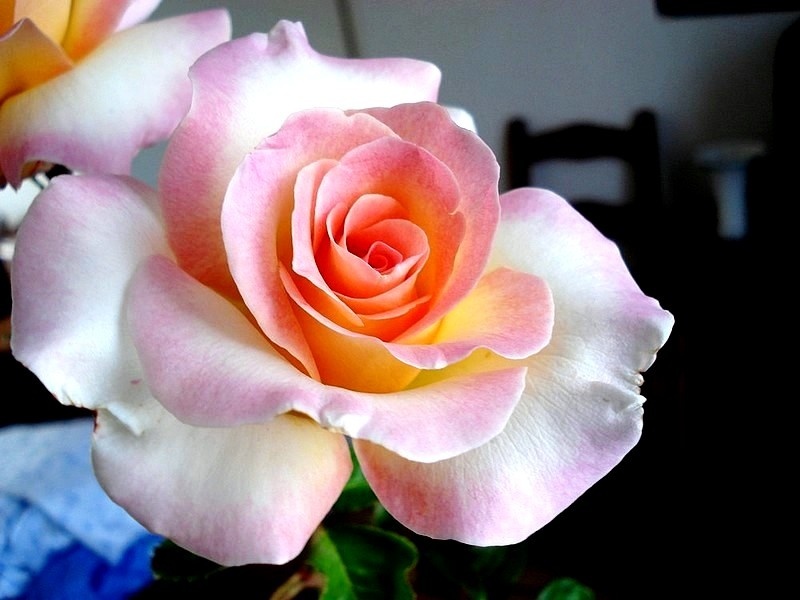 'Perception ®' rose photo
