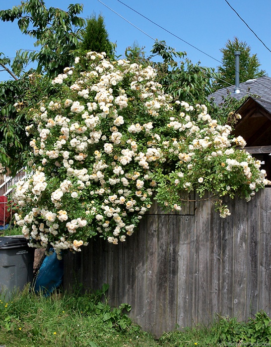 'Ghislaine de Féligonde' rose photo