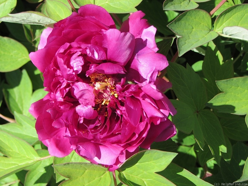 'Shima Daijin 島大臣' peony, click to enlarge 'Shima Daijin 島大臣' peony photo