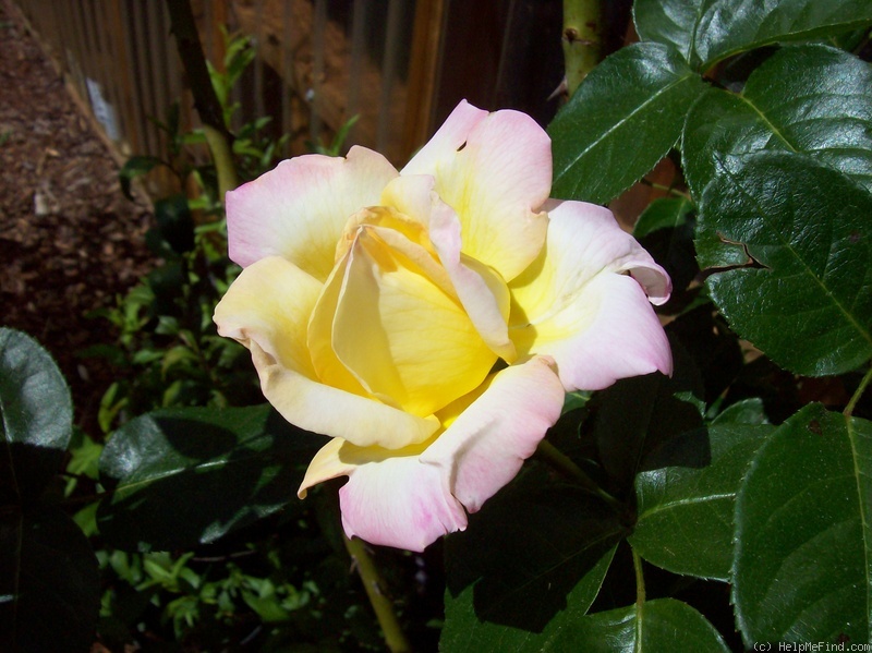 'Peace, Cl.' rose photo