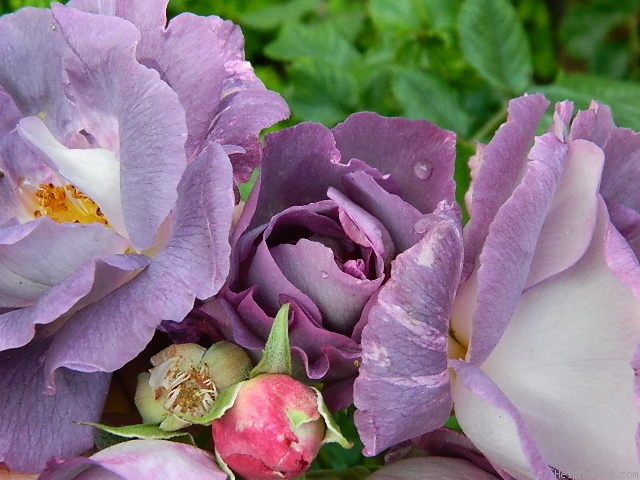 'Blue For You (Floribunda, James 2001)' rose photo