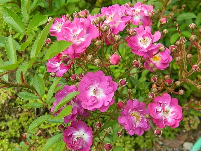 'Lauren (Polyantha, Rupert, 2003)' rose photo