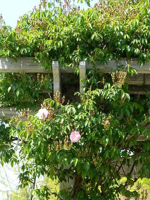 'Renae (Floribunda Cl, Moore, 1954)' rose, click to enlarge 'Renae (Floribunda Cl, Moore, 1954)' rose photo
