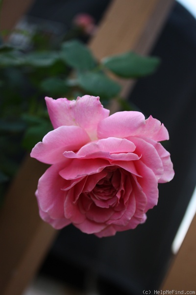 'Viking Queen' rose photo