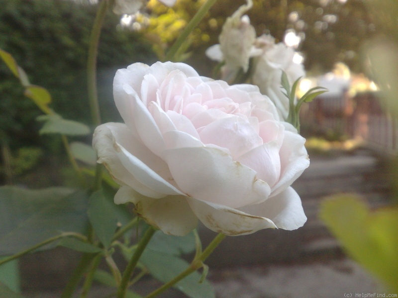 'Marie Dermar' rose photo