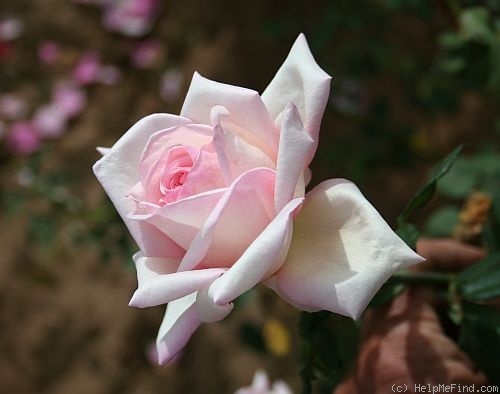 'Helene de Troie' rose photo