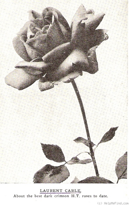 'Laurent Carle (hybrid tea, Pernet-Ducher 1907)' rose photo