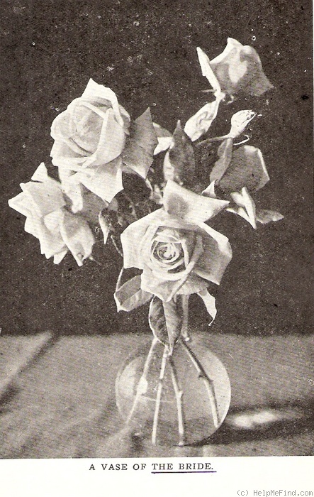 'The Bride (tea, May, 1885)' rose photo