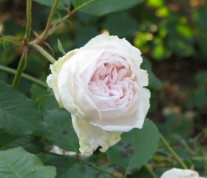 'Madame Alfred Carrière (noisette, Schwartz 1875)' rose, click to enlarge 'Madame Alfred Carrière (noisette, Schwartz 1875)' rose photo