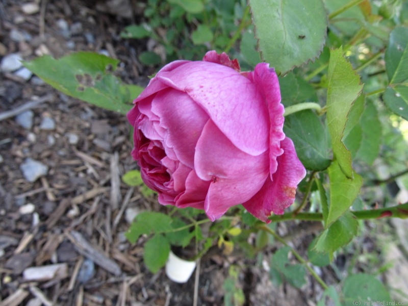 'Elizabeth of Goshen' rose photo