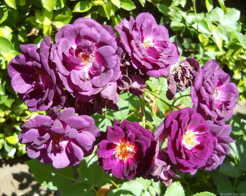 'Midnight Blue ™' rose photo