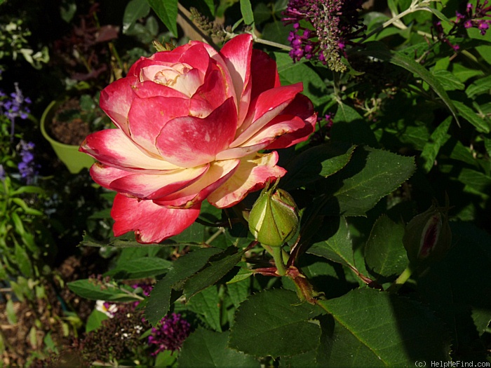 'Cherry Parfait ™' rose photo