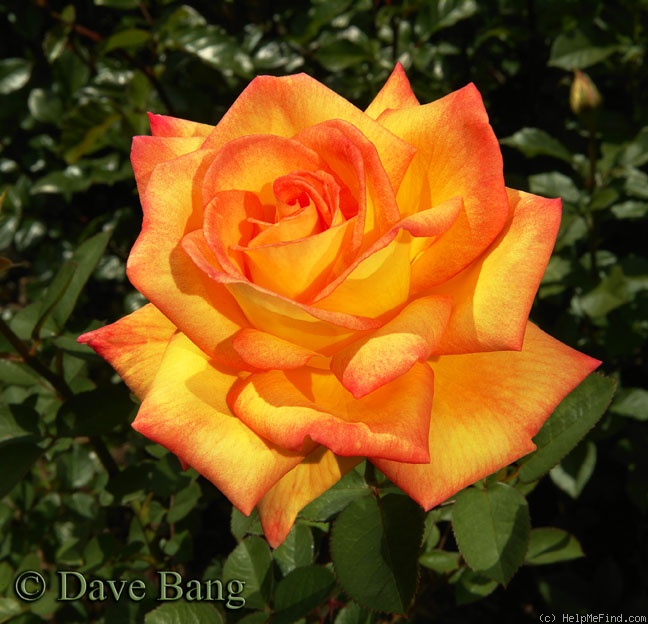 'Heart of Fire' rose photo