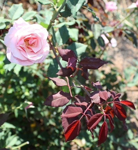 'St. Mary's Girl' rose photo