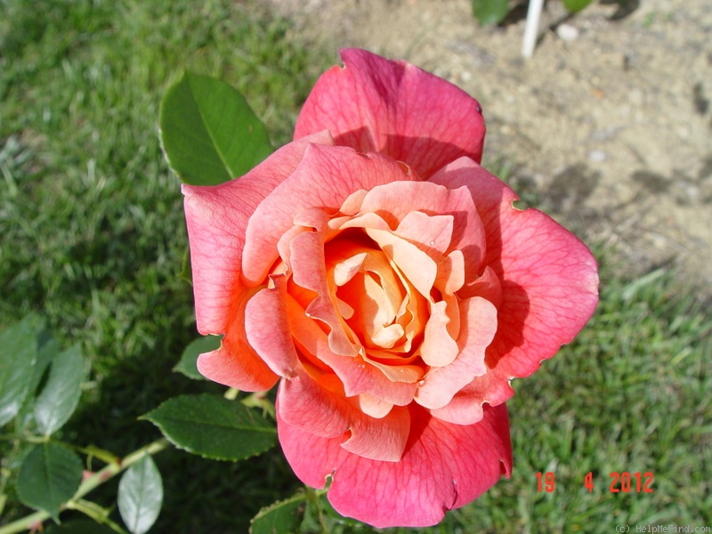 'Signora Puricelli' rose photo