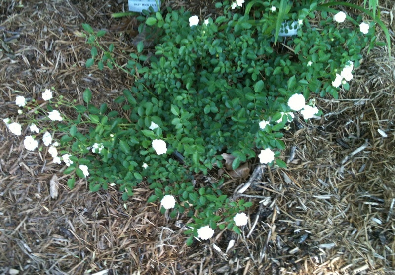 'Denise Cassegrain' rose photo