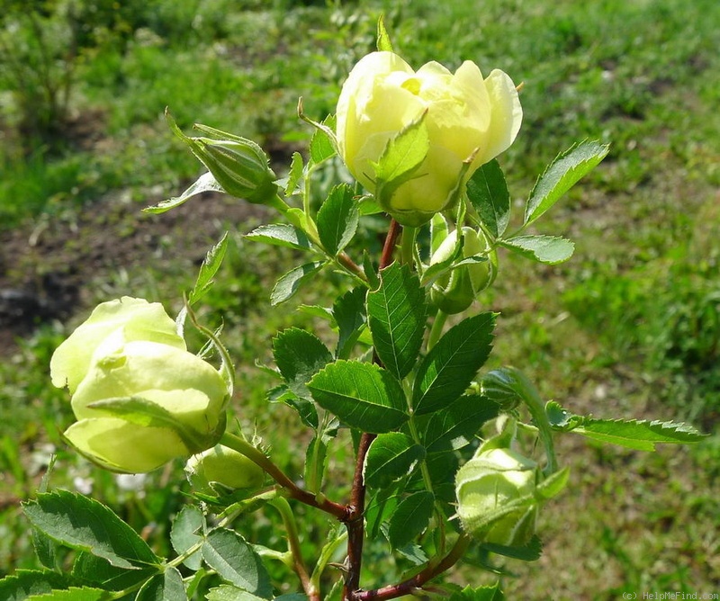 'Persian Yellow' rose photo