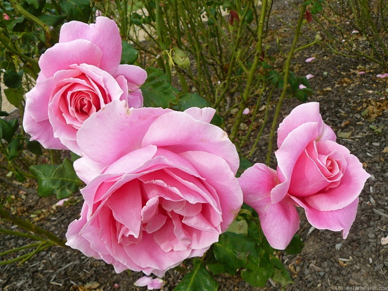 'Bewitched (hybrid tea, Lammerts, 1967)' rose, click to enlarge 'Bewitched (hybrid tea, Lammerts, 1967)' rose photo