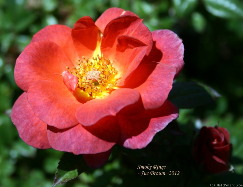 'Smoke Rings' rose photo