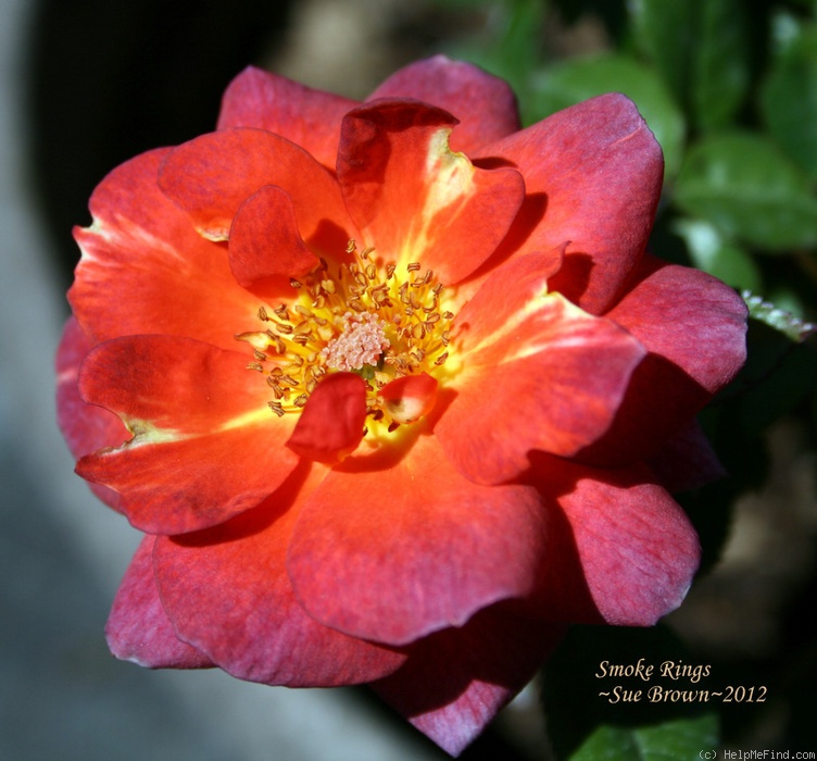 'Smoke Rings' rose photo