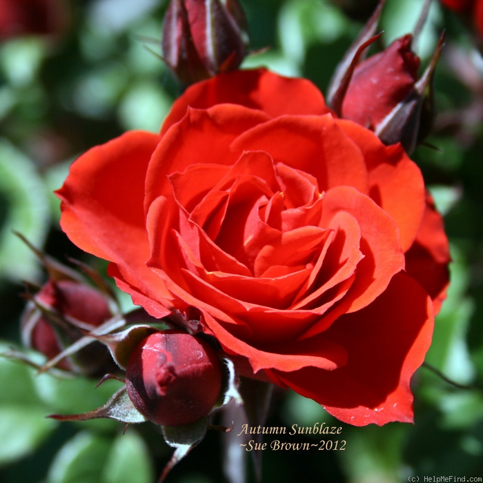 'Autumn Sunblaze' rose photo