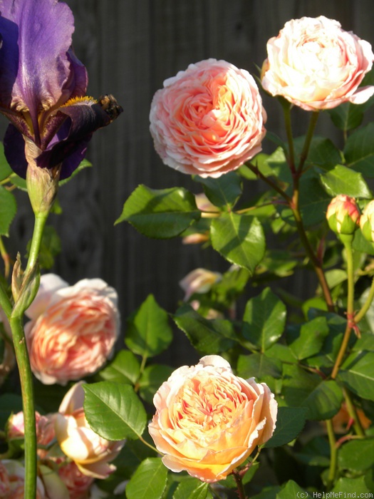 'Abraham Darby' rose photo