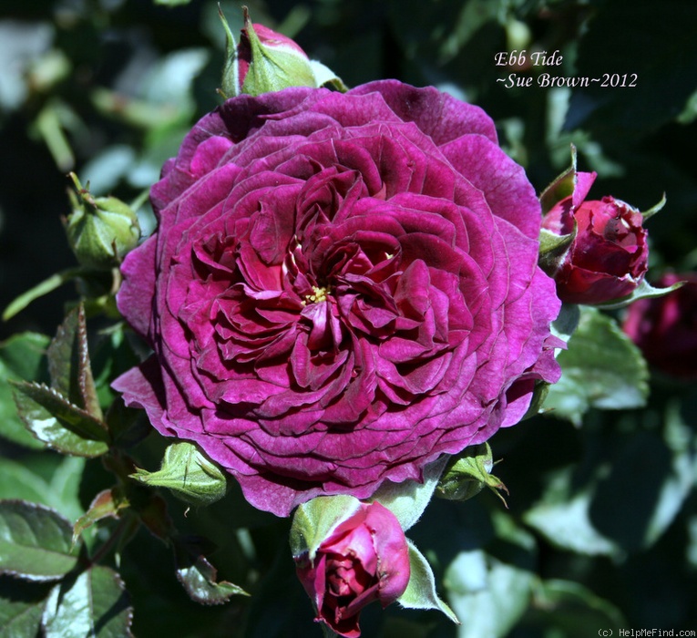 'Ebb Tide ™ (floribunda, Carruth 2001)' rose photo