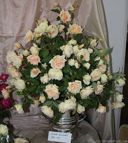 'Anna Olivier (tea, Ducher 1872)' rose, click to enlarge 'Anna Olivier (tea, Ducher 1872)' rose photo