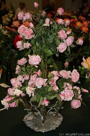 'Comtesse de Labarthe' rose photo