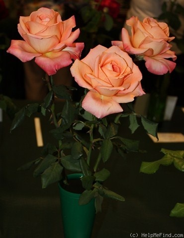 'Melbourne Town' rose photo