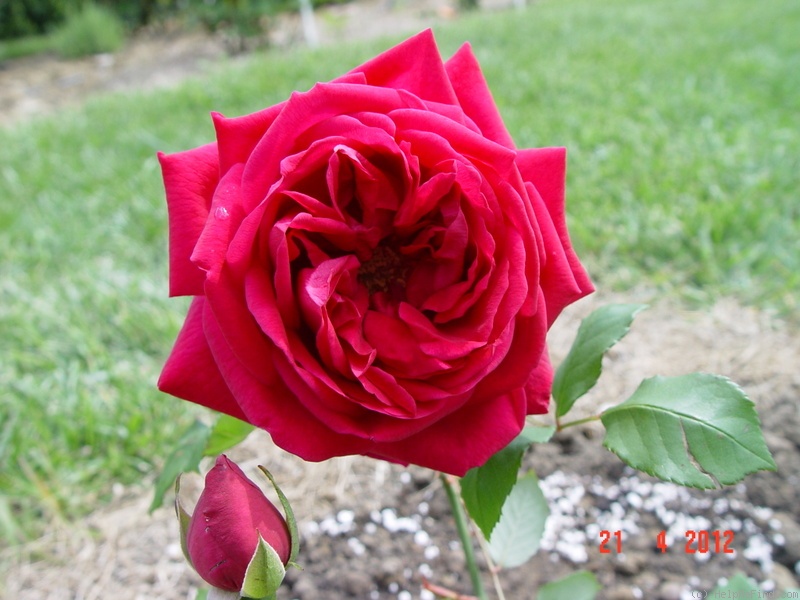 'Reine Marguerite d'Italie (Hybrid Tea, Soupert & Notting, 1904)' rose photo