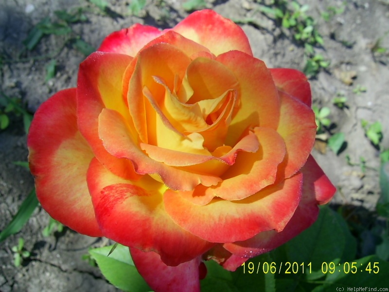 'Alinka (floribunda, Dickson, 1967)' rose photo