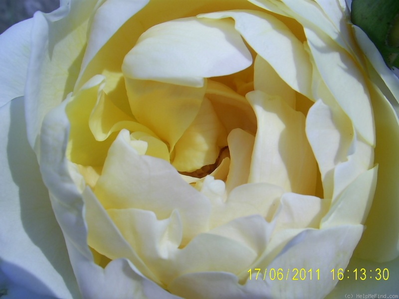 'Charlotte (shrub, Austin before 1992)' rose photo