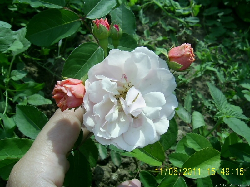 'Cornelia (Hybrid Musk, Pemberton, 1925)' rose photo