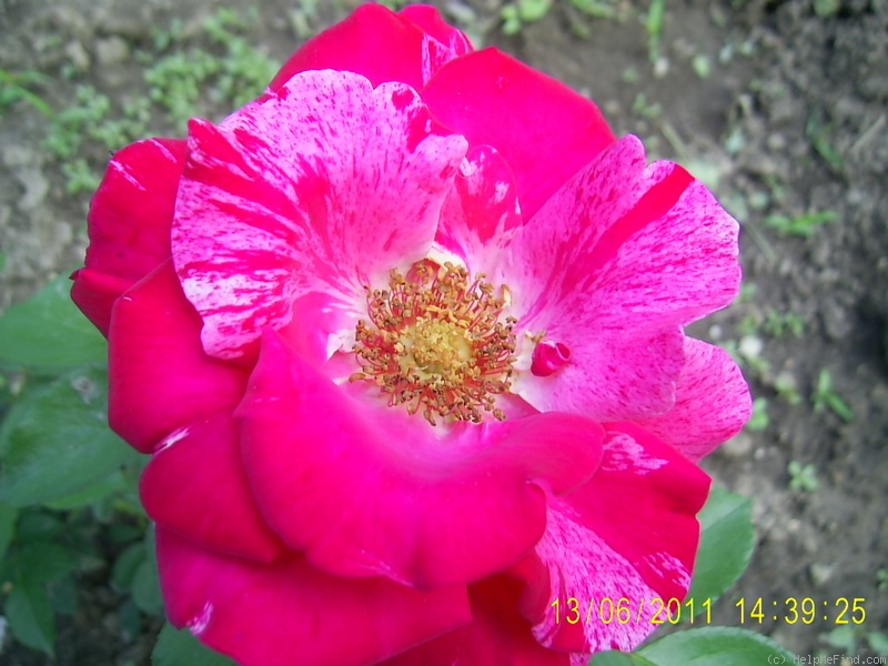 'Henri Matisse ®' rose photo