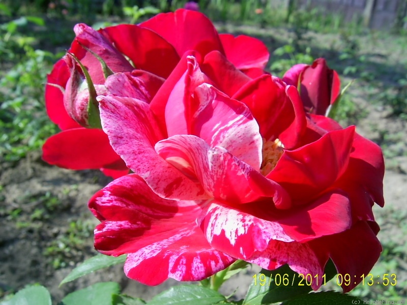 'Henri Matisse ®' rose, click to enlarge 'Henri Matisse ®' rose photo