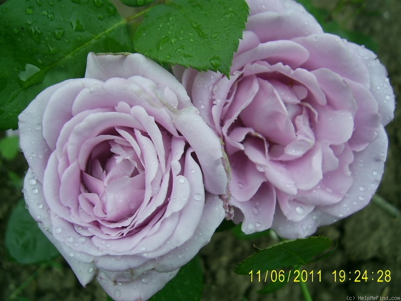 'Mainzer Fastnacht' rose photo